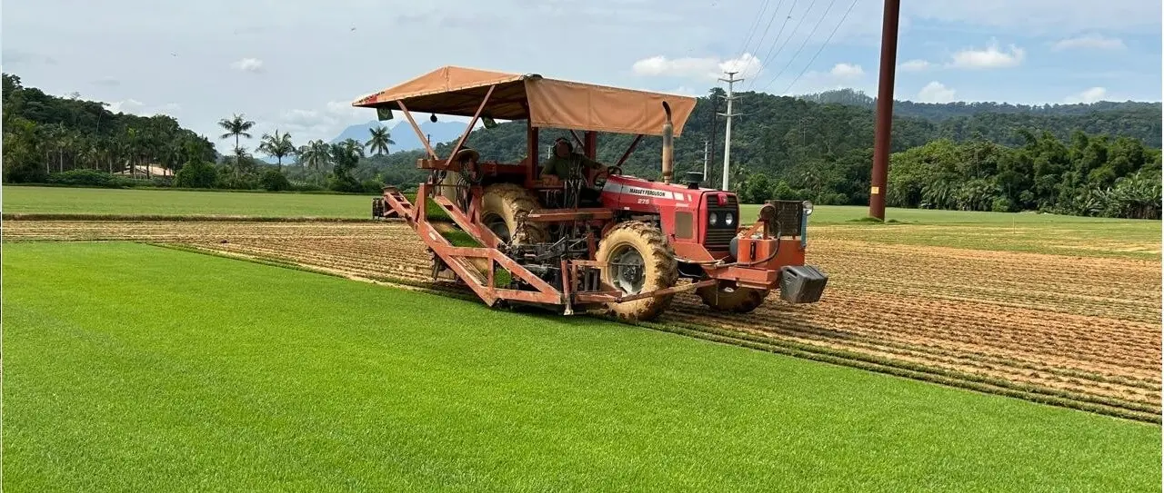 Colheita de Grama - Grameira Felippi