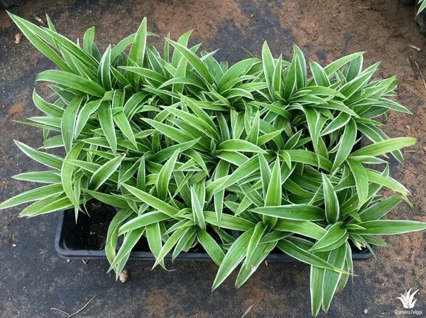 Capim Paulista - Grameira Felippi 