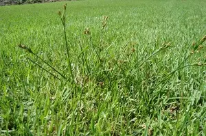 Exemplo de Erva Daninha 1