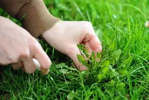 Exemplo de Erva Daninha 2