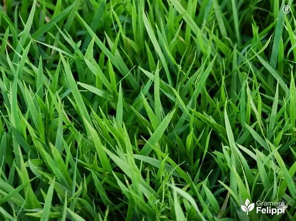 Grama Esmeralda - Grameira Felippi
