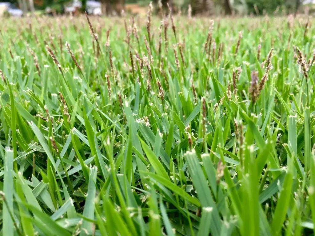 Gramado em florescimento - Grameira Felippi