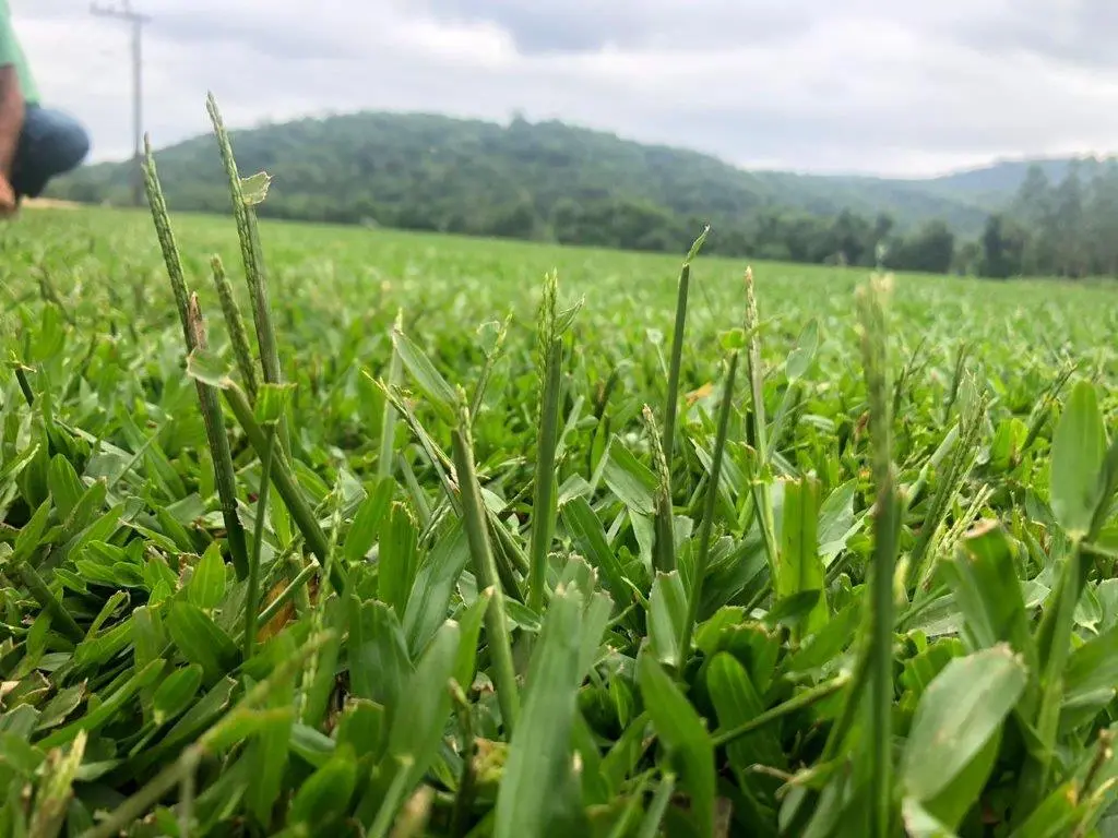 Gramado em florescimento - Grameira Felippi