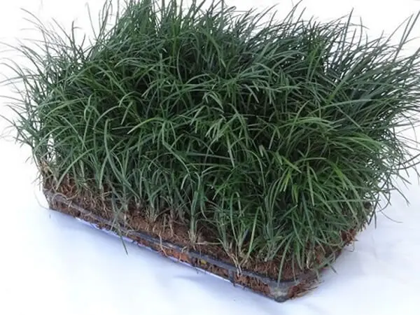 Grama Preta Alta - Grameira Felippi