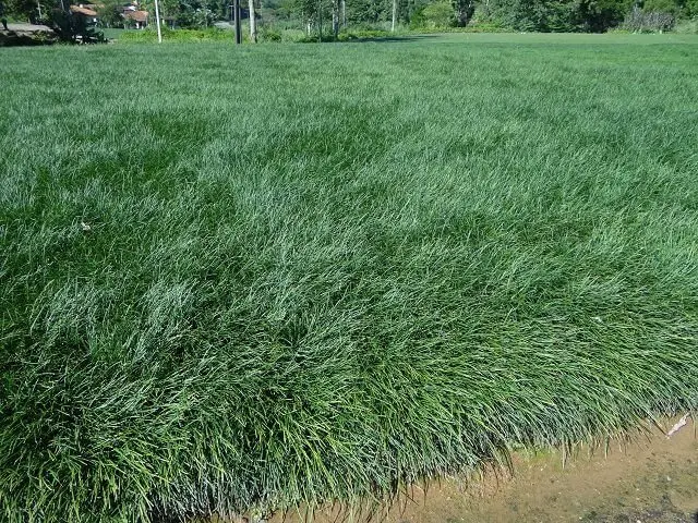 Plantação de Grama Preta Alta - Grameira Felippi