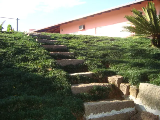 Jardim de Grama Preta Alta - Grameira Felippi