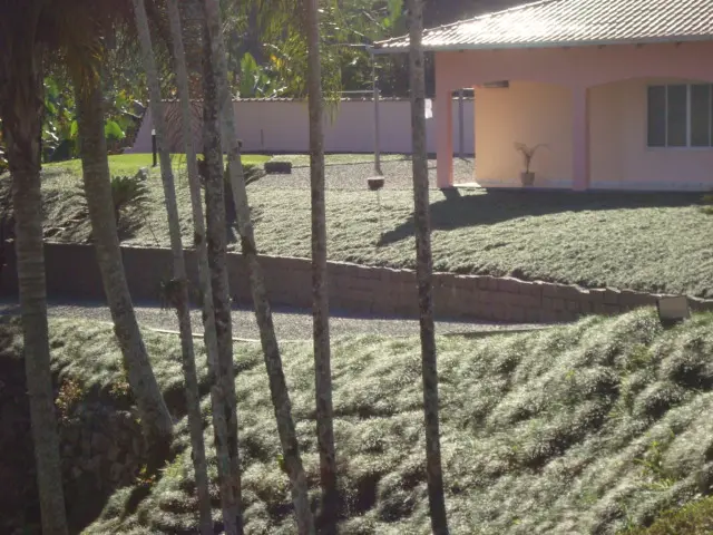 Jardim de Grama Preta Alta - Grameira Felippi