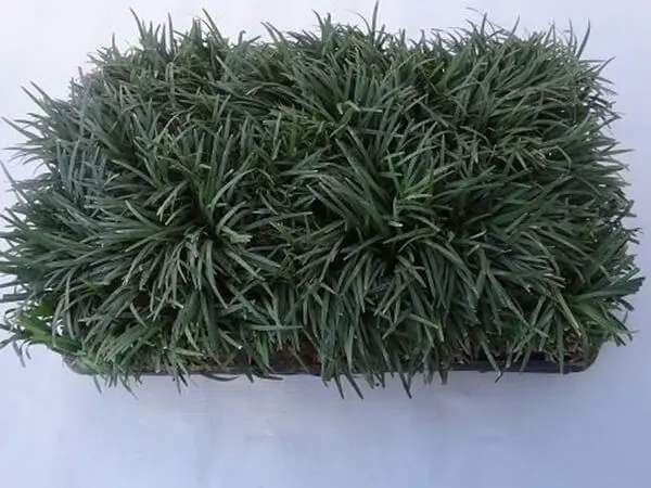 Mini Grama Preta - Grameira Felippi