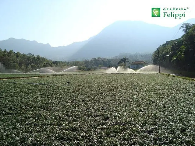 Plantação de Mini Grama Preta - Grameira Felippi