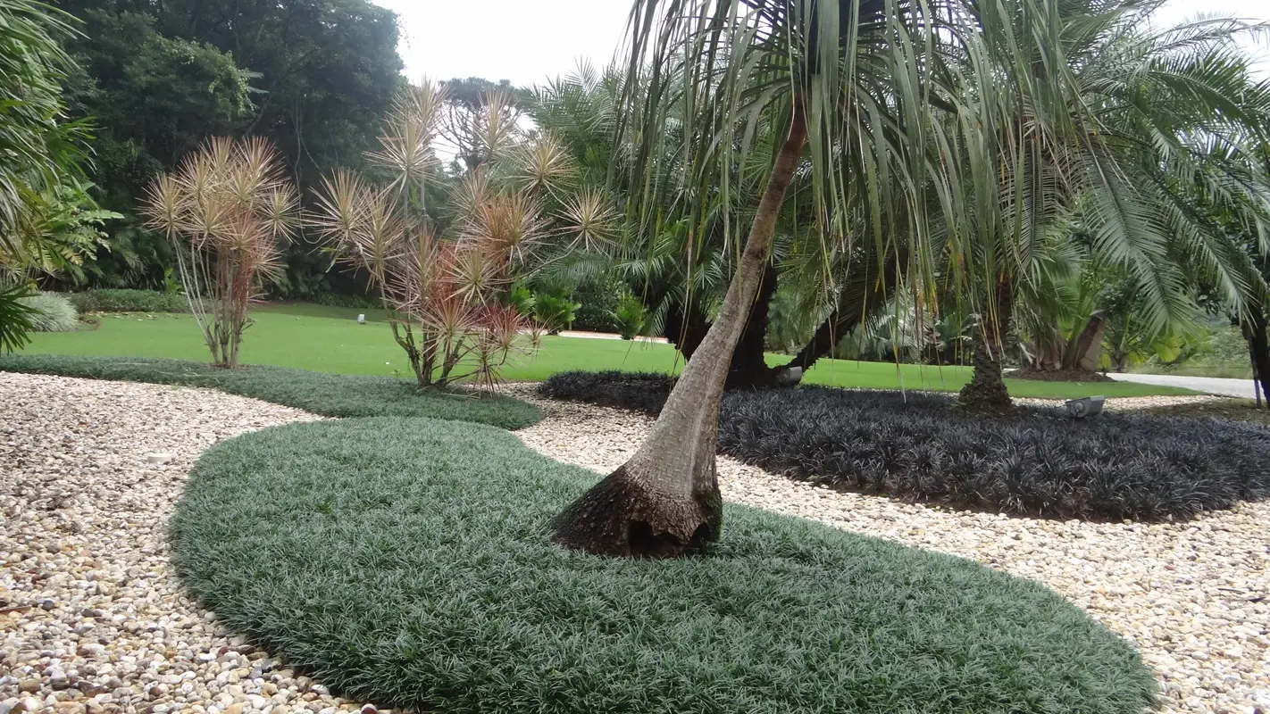 Jardim de Mini Grama Preta - Grameira Felippi