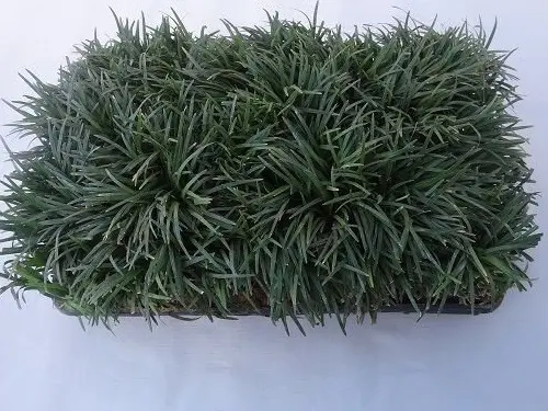 Mudas de Mini Grama Preta - Grameira Felippi