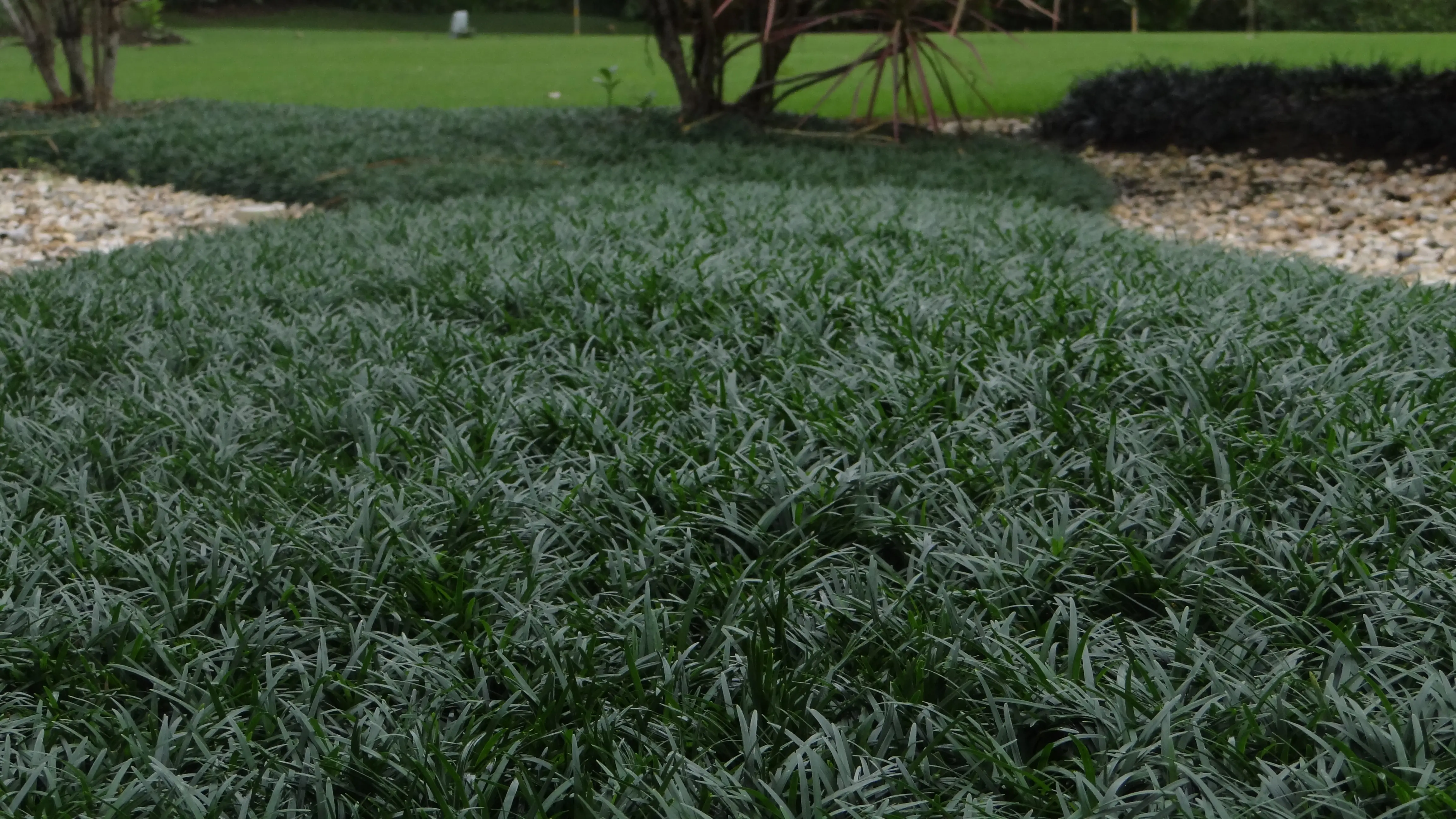 Jardim de Mini Grama Preta - Grameira Felippi