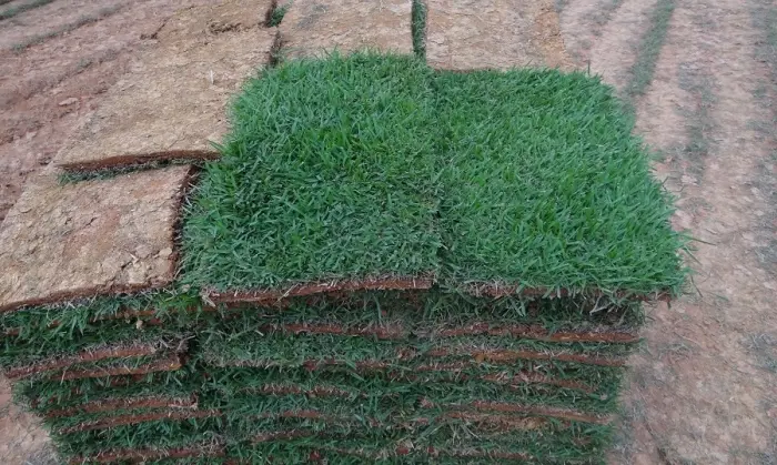 Preparação e plantio da grama em tapetes