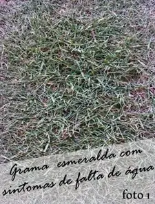 Gramado com falta de irrigação