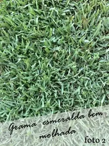 Gramado bem irrigado