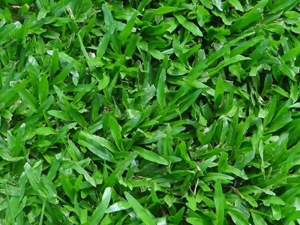 Grama São Carlos - Grameira Felippi